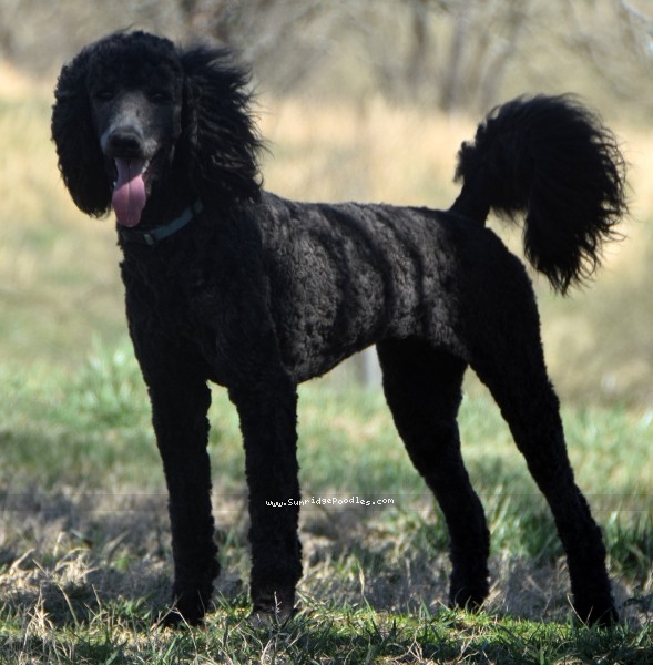 Photo of Bella