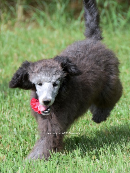 Photo of Truffles