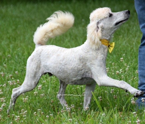 Photo of Beauford