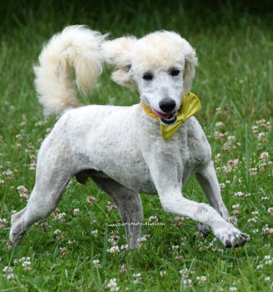 Photo of Beauford