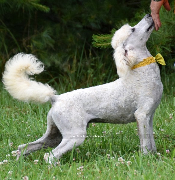 Photo of Beauford