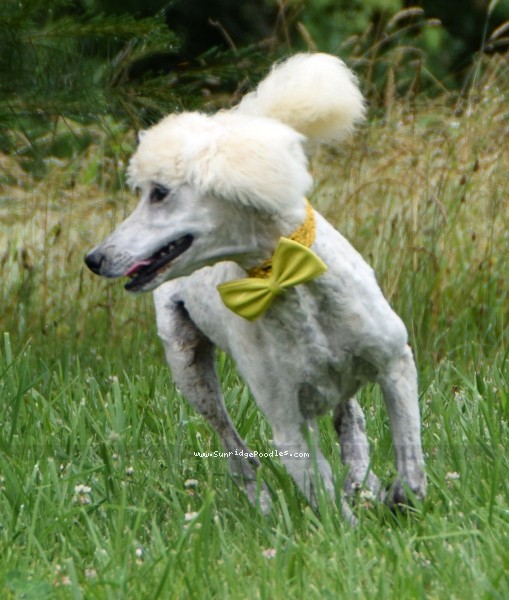 Photo of Beauford