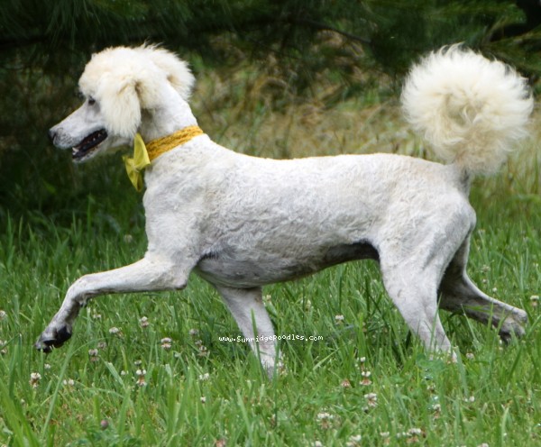 Photo of Beauford