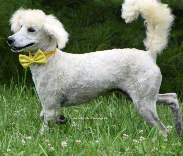 Photo of Beauford