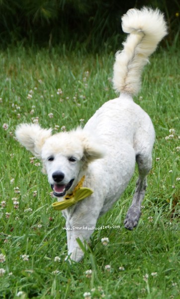 Photo of Beauford