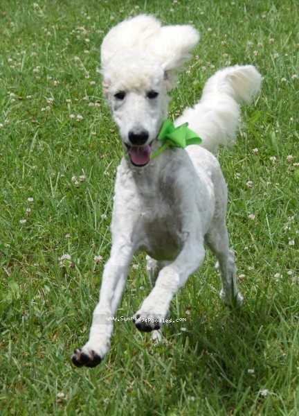 Photo of Toulouse