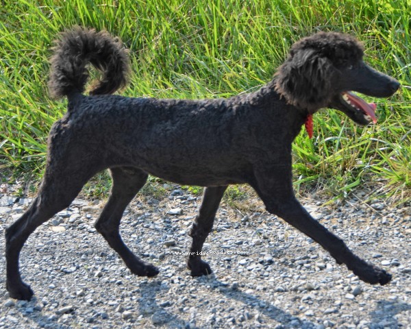 Photo of Cyrus