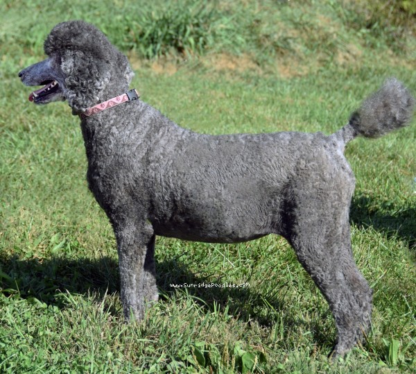 Photo of Porcha