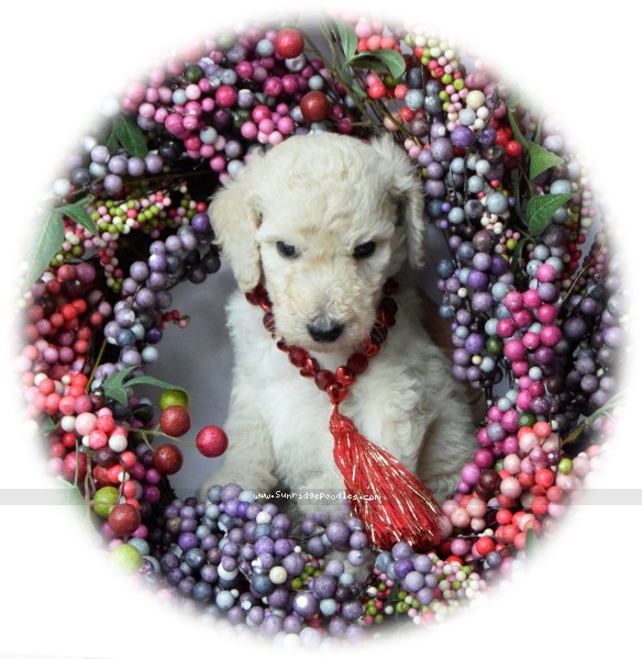 Photo of Rufus