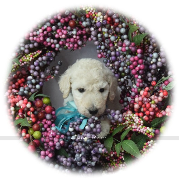 Photo of Lennox