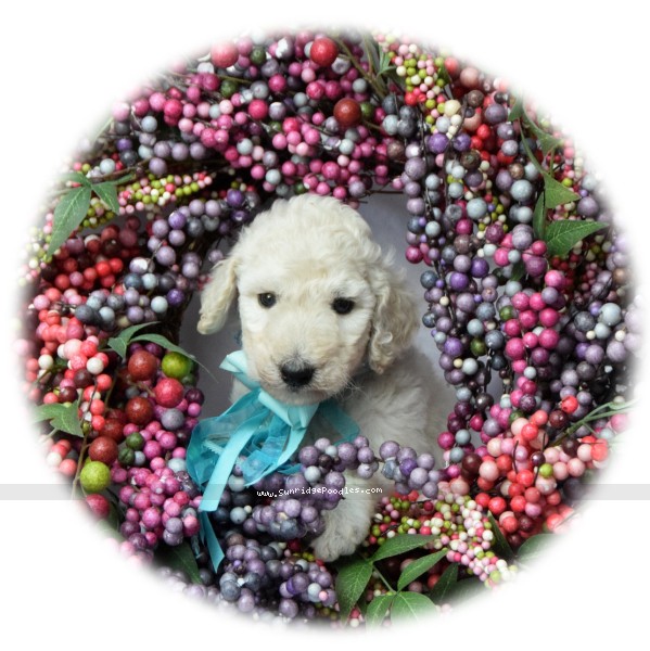 Photo of Lennox
