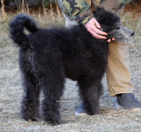 Photo of Brigadier "Briggs"