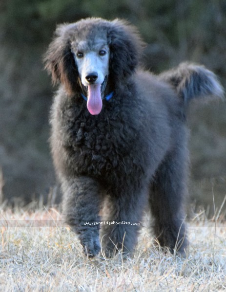 Photo of Brigadier "Briggs"