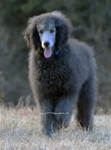 Photo of Brigadier "Briggs"