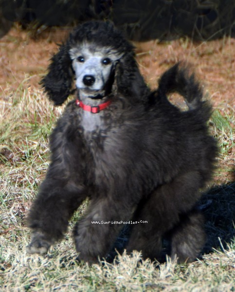 Photo of Black Pearl