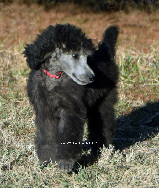 Photo of Black Pearl