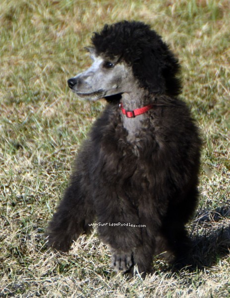 Photo of Black Pearl