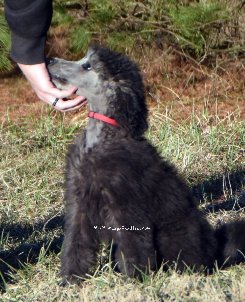 Photo of Black Pearl