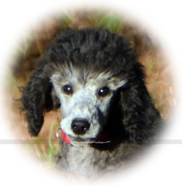 Photo of Black Pearl