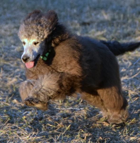 Photo of Grover