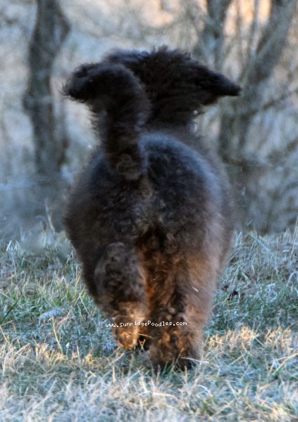 Photo of Grover