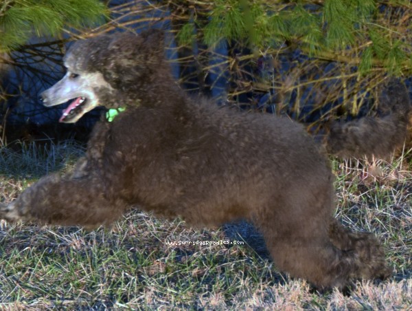 Photo of Grover