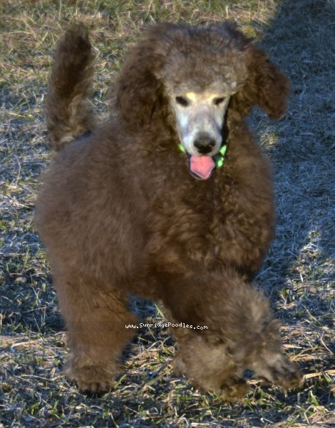 Photo of Grover