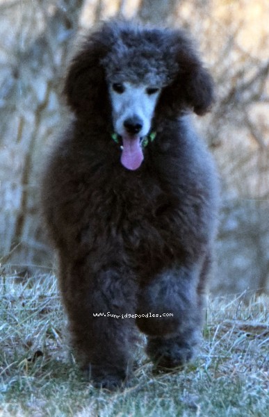 Photo of Grover