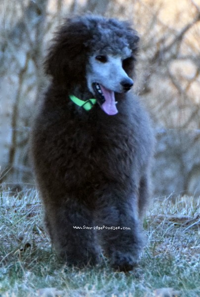 Photo of Grover