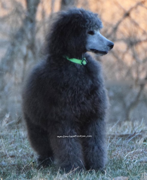 Photo of Grover