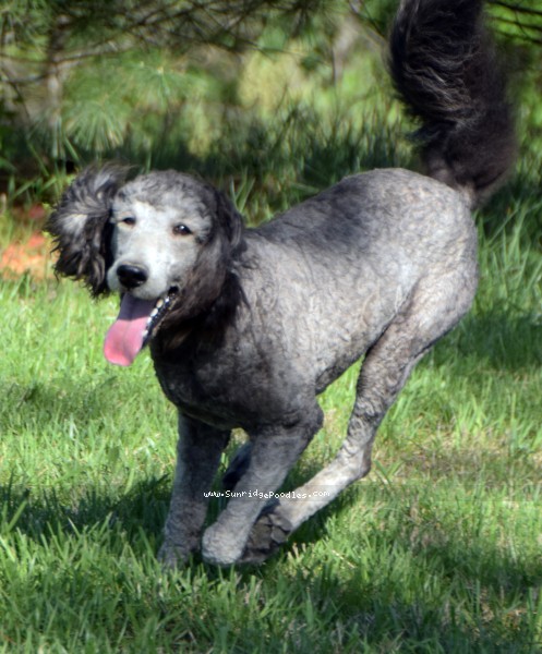 Photo of Brigadier "Briggs"