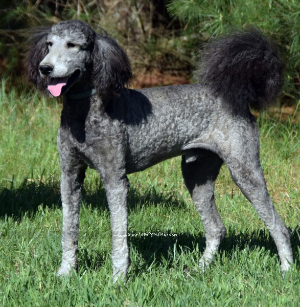 Photo of Brigadier "Briggs"