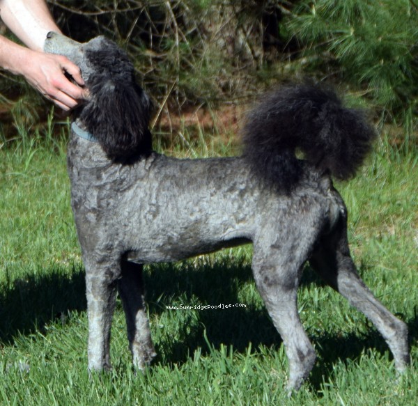 Photo of Brigadier "Briggs"