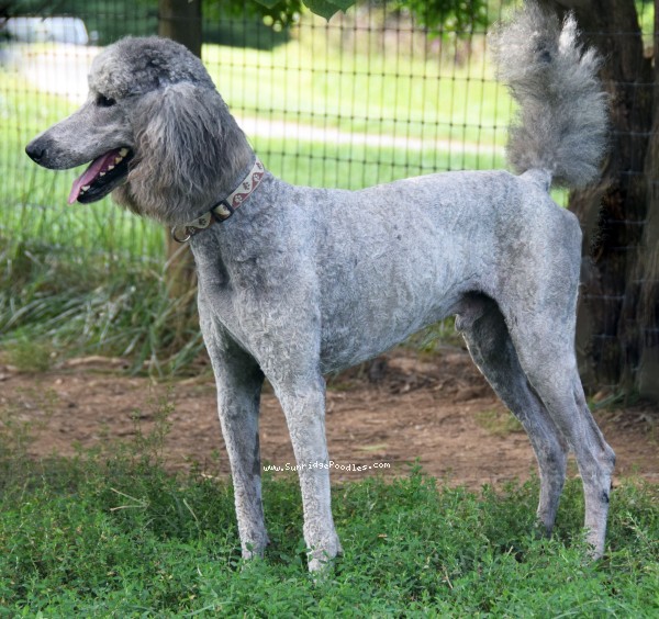 Photo of Asher