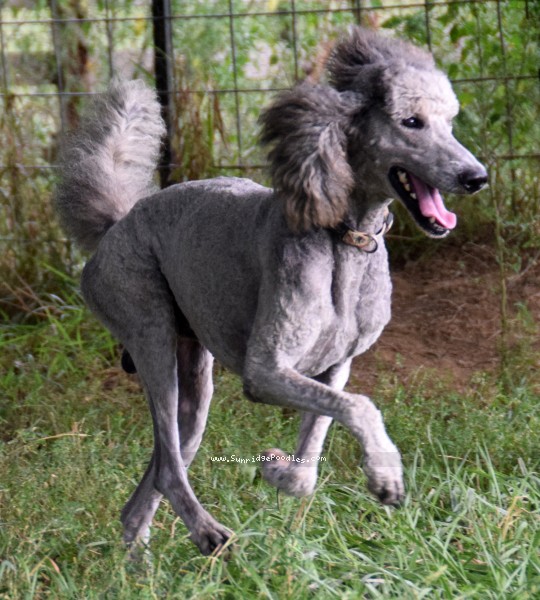 Photo of Asher