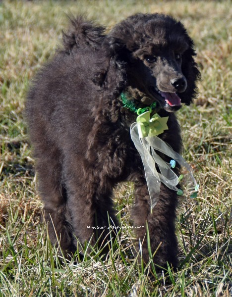 Photo of Judah
