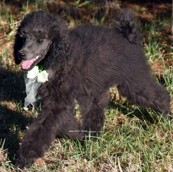 Photo of Judah
