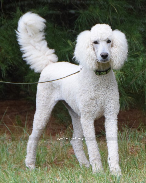 Photo of Rudy