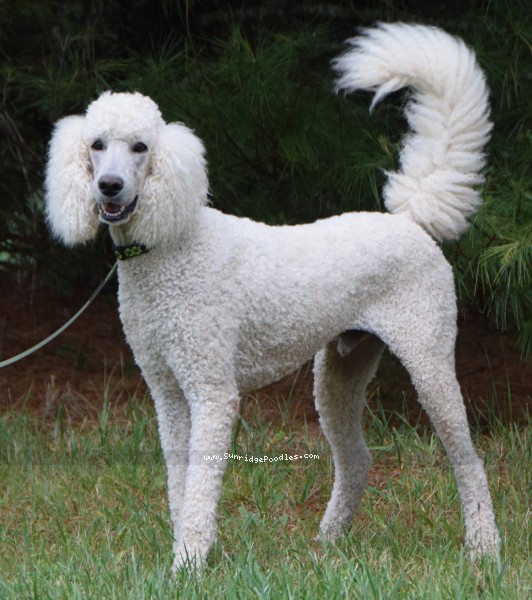 Photo of Rudy