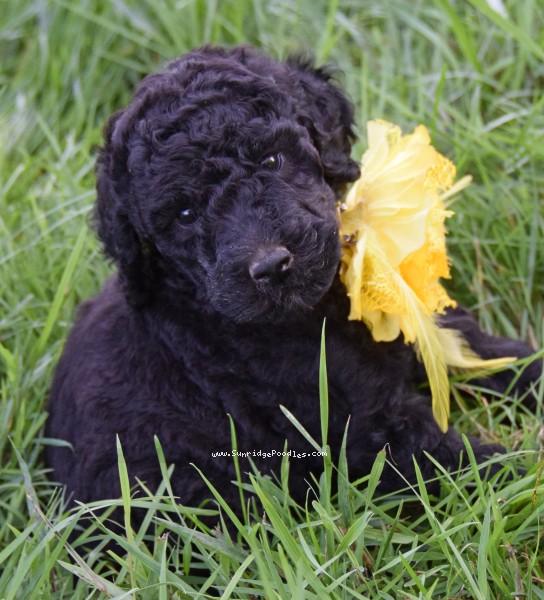 Photo of Olive (Yolina)