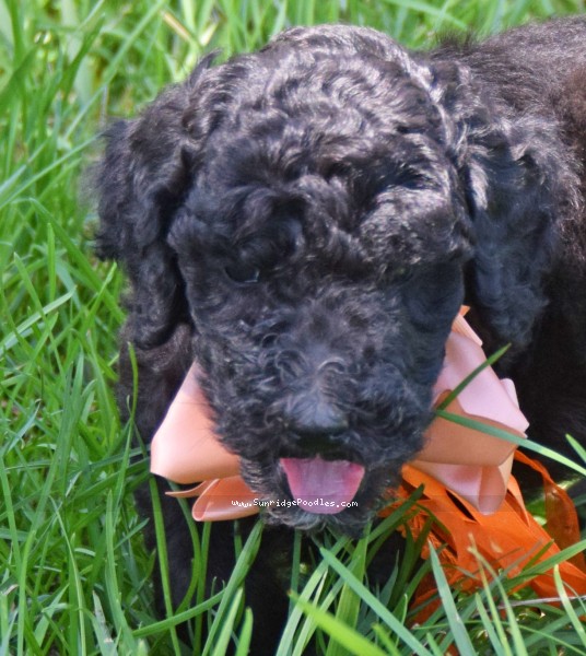 Photo of Ophelia