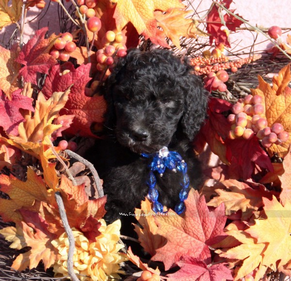 Photo of Zeke