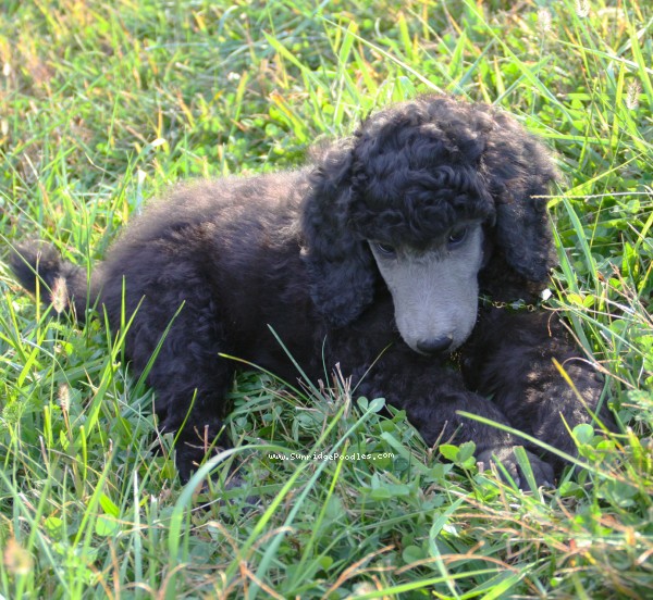 Photo of Gideon