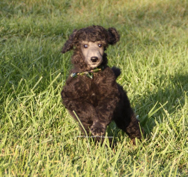 Photo of Gideon