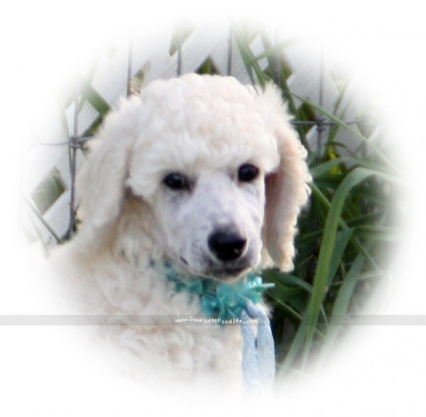 Photo of Stella