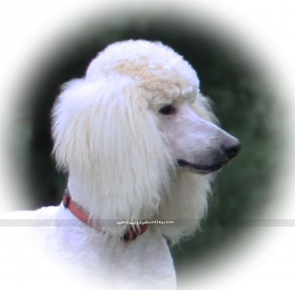 Photo of Spencer