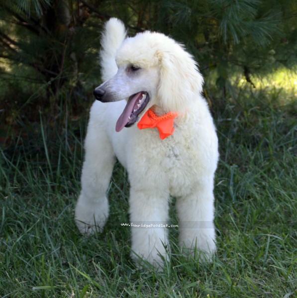 Photo of Dexter