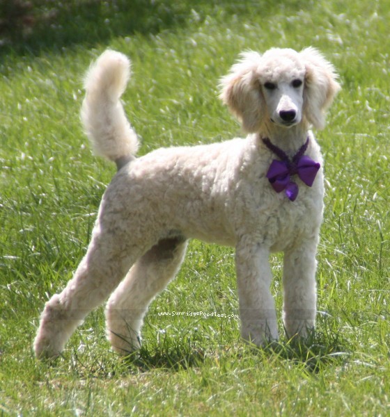 Photo of Penny