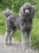 A photo of X. Twilight Princess, a silver standard poodle