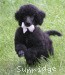 A photo of Hermes, a blue standard poodle